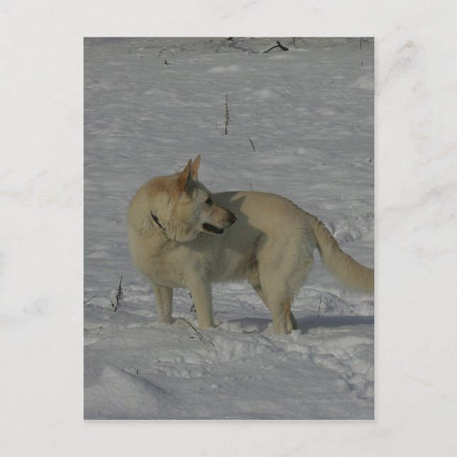 White German Shepherd  in the Snow Postcard (Front)