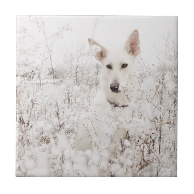 White German Shepherd in the Snow Tile (Front)