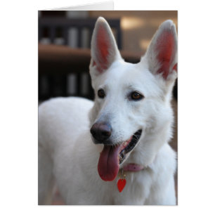 white german shepherd.png