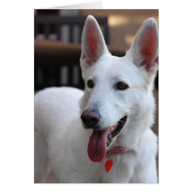 white german shepherd.png (Front)