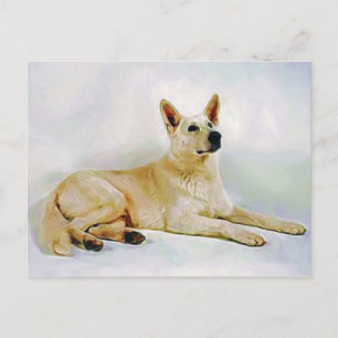 White German Shepherd Postcard