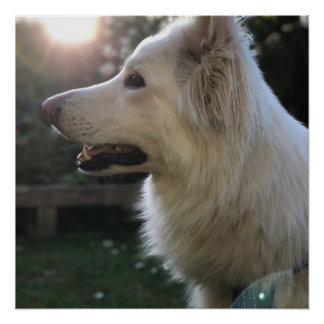 White German Shepherd Poster
