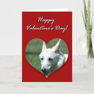 White German Shepherd Valentines Day Card