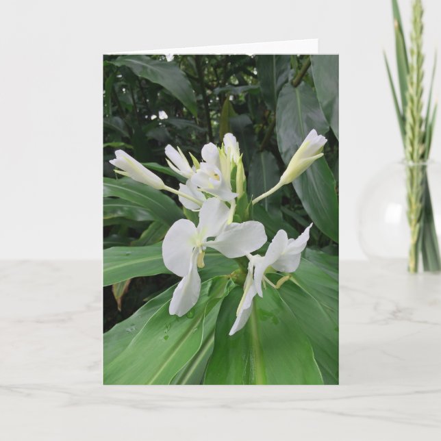 White Ginger Card (Front)