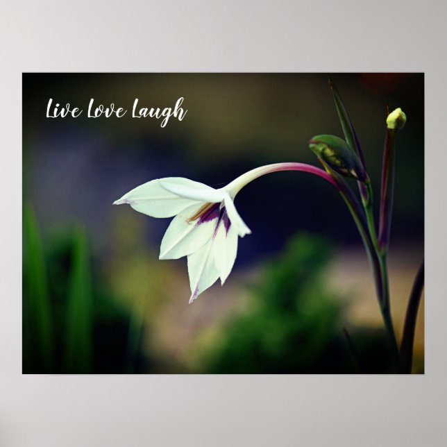 White Gladiolus Garden Flower Motivational Poster (Front)