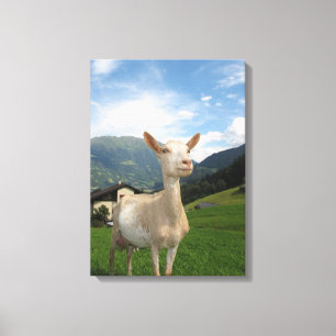 White goat canvas print