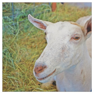 White Goat Fabric
