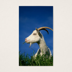 White goat grazing