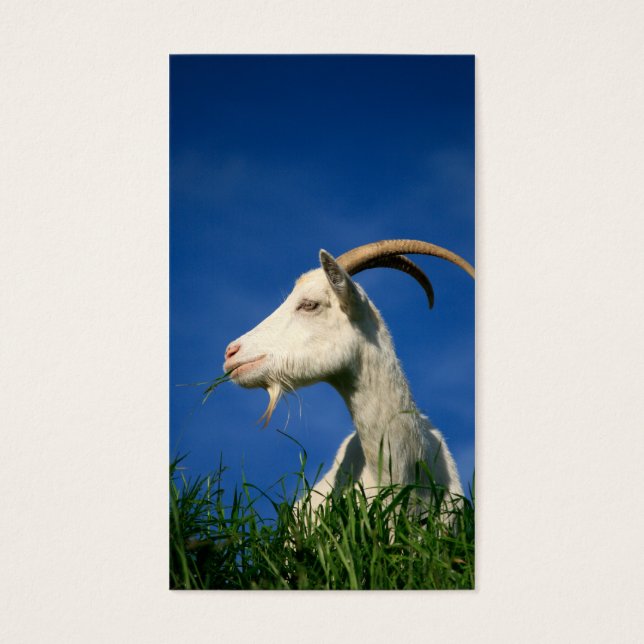 White goat grazing (Front)