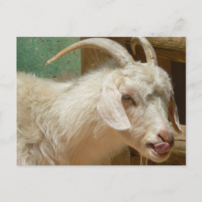 White goat licking itself postcard (Front)
