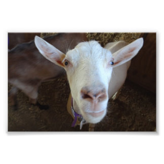 White Goat Photo Print