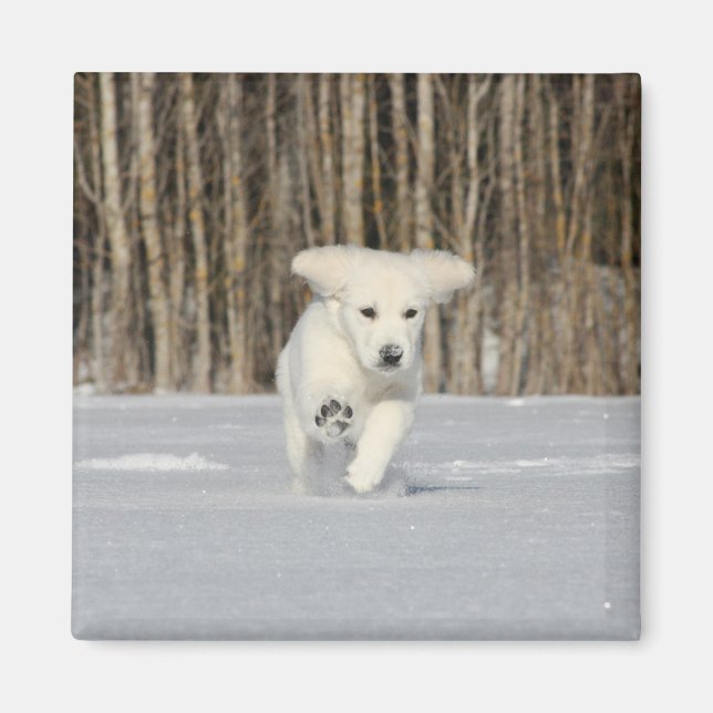 White Golden Retriever Puppy in Snow Magnet (Front)