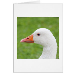 White Goose