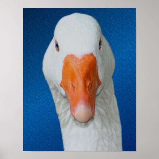 White Goose Face Farm Animal Poster (Front)