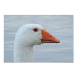 White Goose Portrait Photo Print