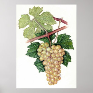 White Grape -- Sue Abonyi Poster