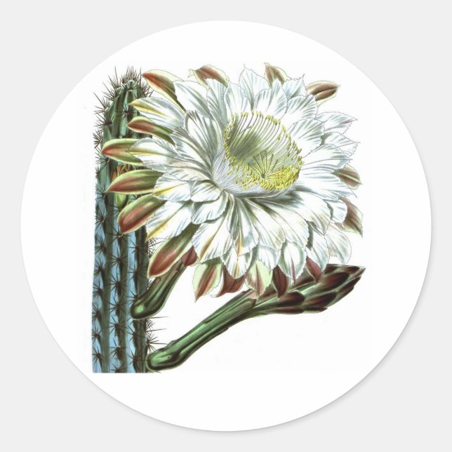 White Green Flowering Cactus Desert Plant Classic Round Sticker (Front)