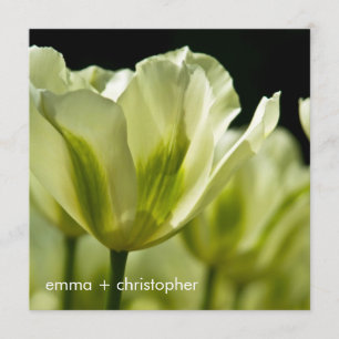 White & Green Variegated Tulips DSC0856 Save The Date
