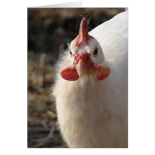 White Guinea Fowl