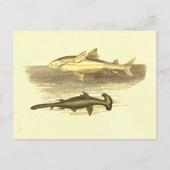 White & Hammer Head Shark Vintage Lithograph Postcard (Front)