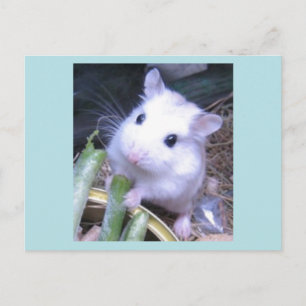 White Hamster Postcard
