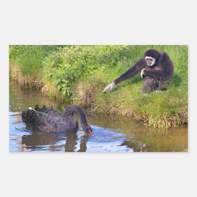 White-handed gibbon and black swan postcard sticker (Front)