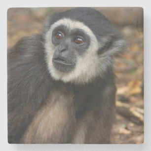 White-Handed Gibbon (Hylobates Lar), Monkeyland Stone Coaster