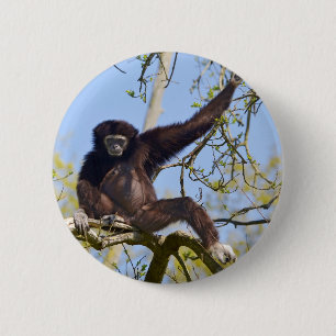 White-handed gibbon in tree 2 inch round button