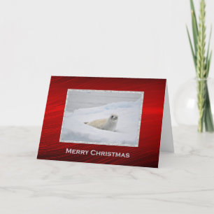 White Harbor Seal Snow Photo Christmas Holiday Card