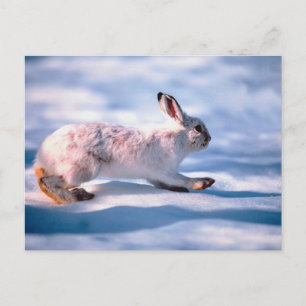 White Hare Postcard