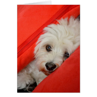 white Havan dog is on orange cushions