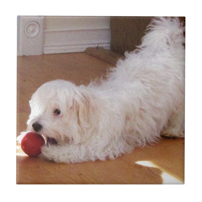 White Havanese Puppy Playing with Red Ball Tile (Front)