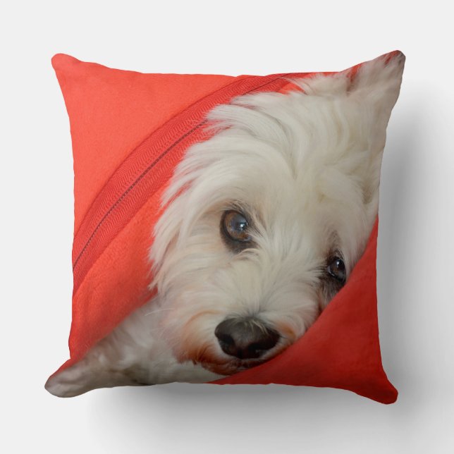 white Havaneser dog is on orange cushions (Front)
