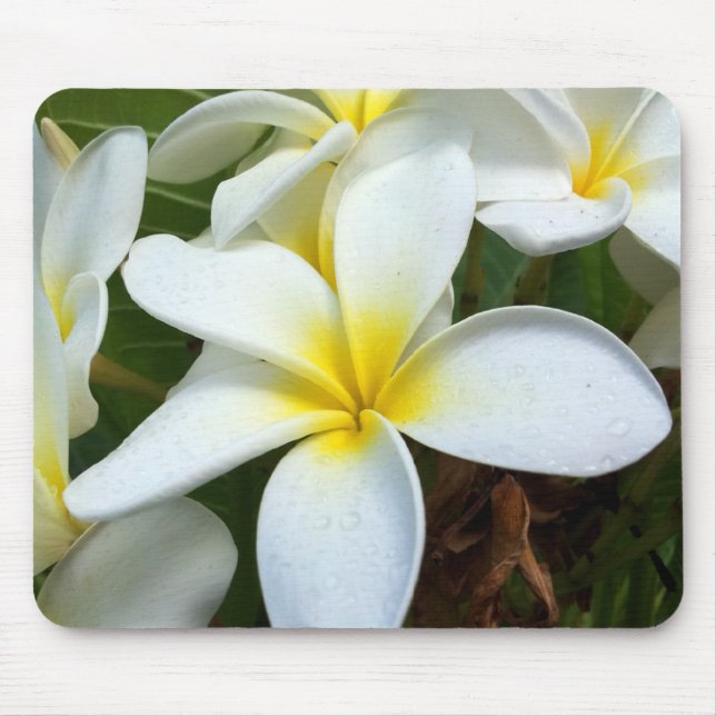 White Hawaii Plumeria Flower Mouse Pad (Front)
