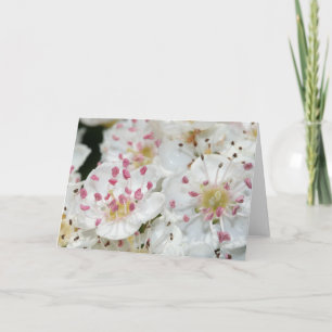White Hawthorn Flowers Greeting Card