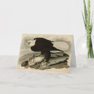 White-headed (Bald Eagle) Audubon Birds of America Card