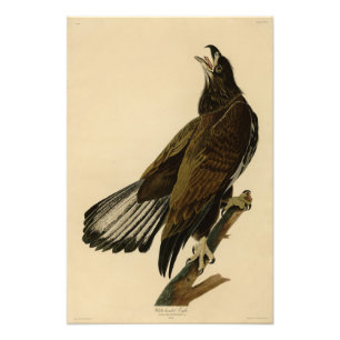 White-headed (Bald Eagle) Audubon Birds of America Photo Print