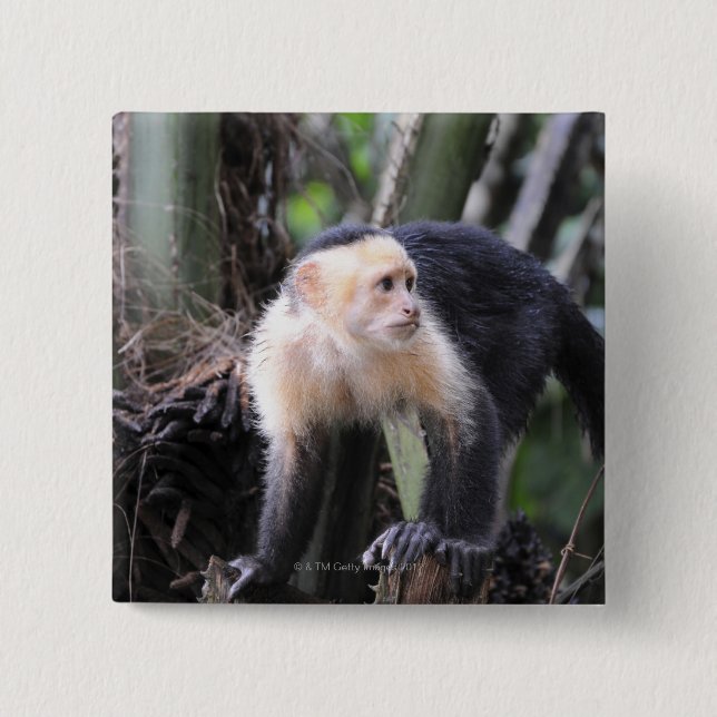 White-headed capuchin, Cebus capucinus. Playa 2 Inch Square Button (Front)