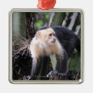 White-headed capuchin, Cebus capucinus. Playa Metal Ornament