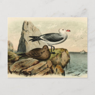 White Headed Gull Postcard