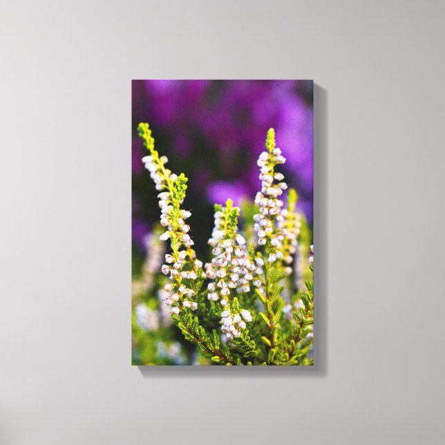 White heather Canvas print (Front)