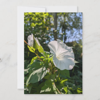 White Hedge Bindweed Wildflower in Sunlit Forest Invitation