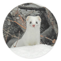 White hermine