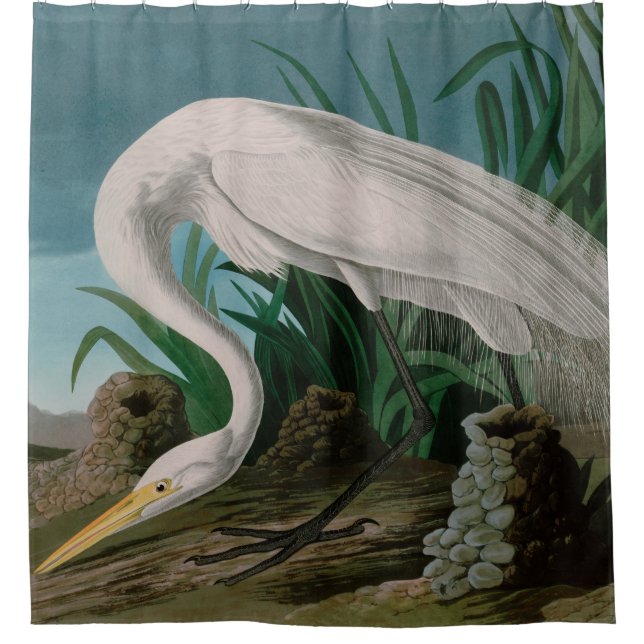 White Heron Birds of America Audubon Print (Front)
