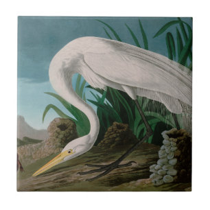 White Heron Birds of America Audubon Print Tile
