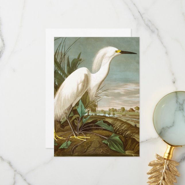 White Heron by John James Audubon Thank You Card (Front/Back In Situ)