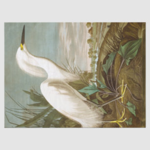 White Heron by John James Audubon Tissue Paper