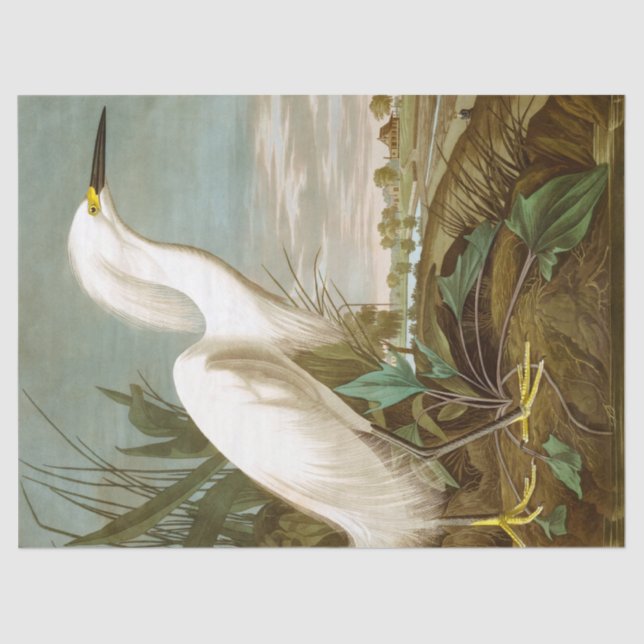 White Heron by John James Audubon Tissue Paper (Front)