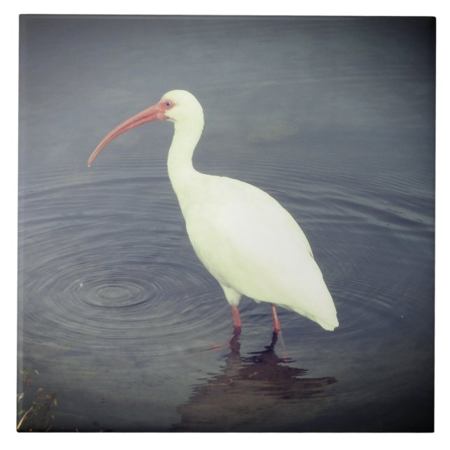 White Heron Fishing In Pond Tile (Front)
