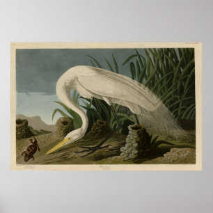 White Heron, Great Egret, Audubon Birds of America Poster